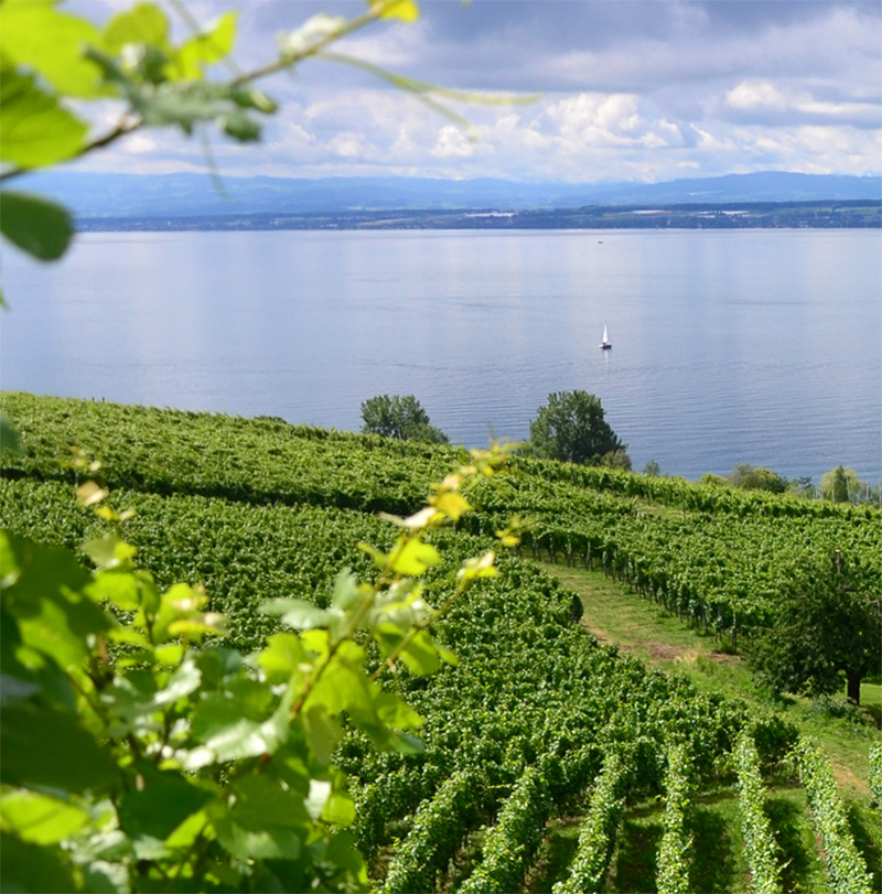 Weingebiet Bodensee