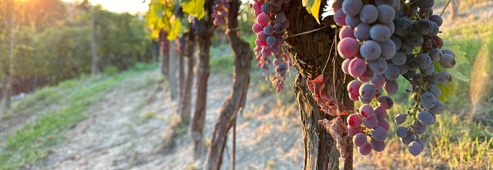 Weinregion_italien